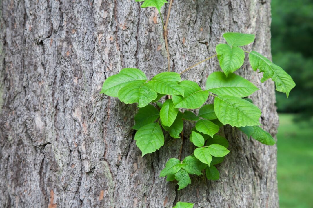 Is poison ivy dangerous?, Health Channel